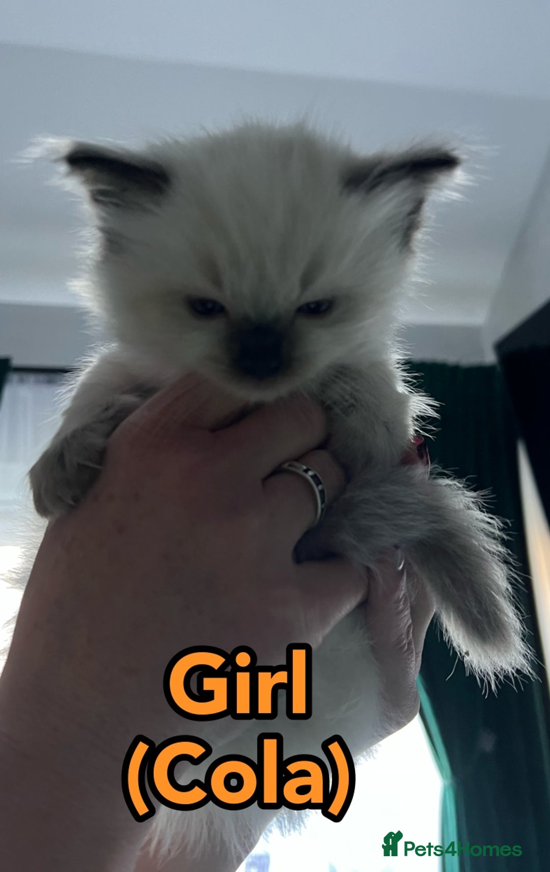 Ragdoll cats for sale: Pure Breed Ragdoll Kittens For Sale - Advert 5