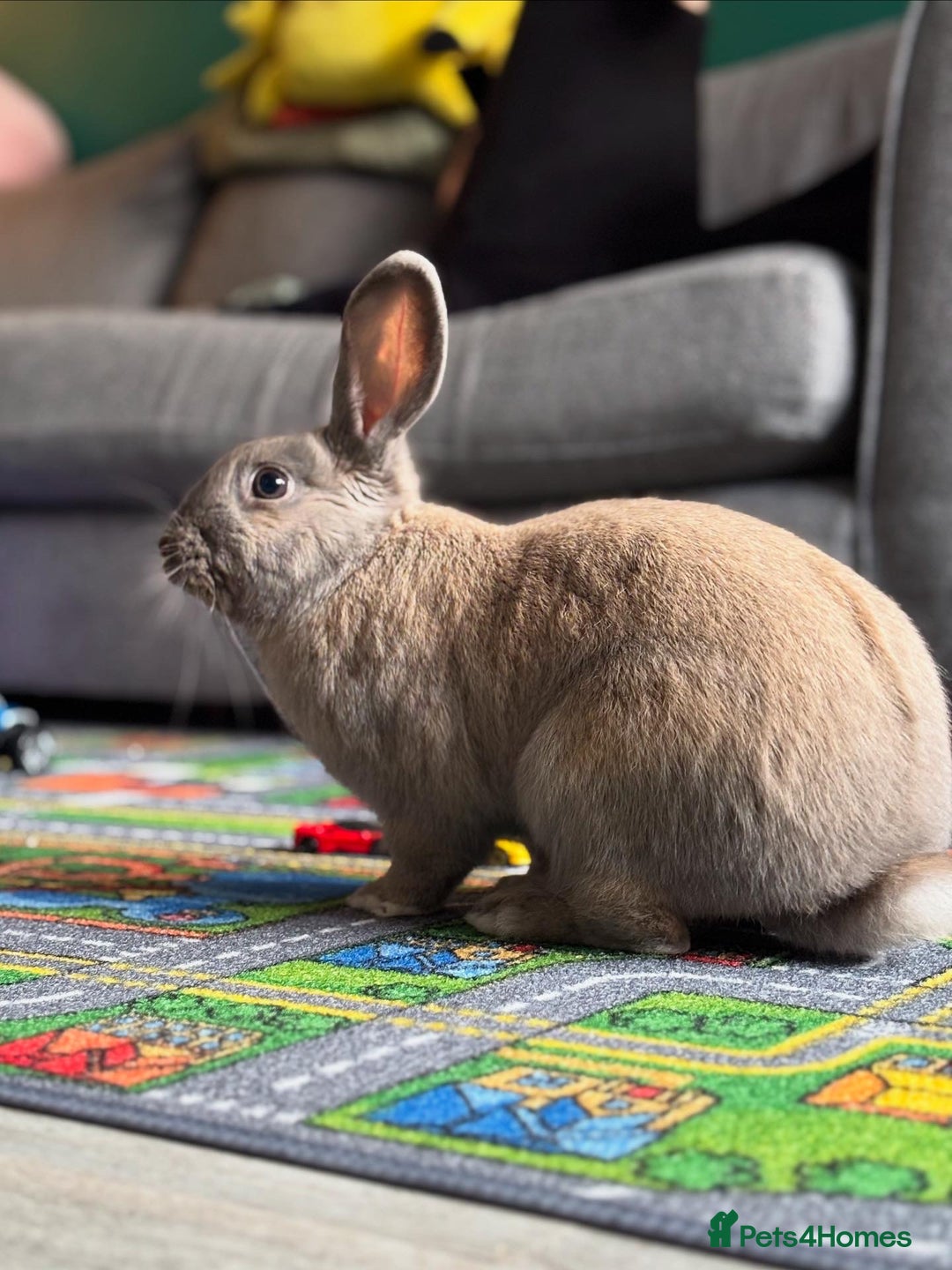 English rabbits for sale: Beautiful grey rabbit for adoption - Image 2