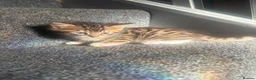 Bengal cats for sale: 🐾Stunning Bengal Kittens ready for Loving Homes🐾 - Advert 13