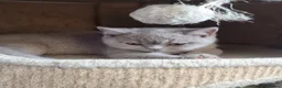 British Shorthair cats for sale: British Shorthair Healthy Vaccinated Microchipped  - Advert 24