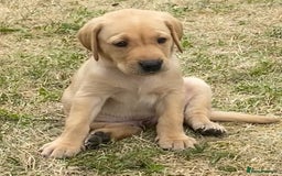 Labrador Retriever dogs for sale: Gorgeous Labrador puppies for sale - Image 12