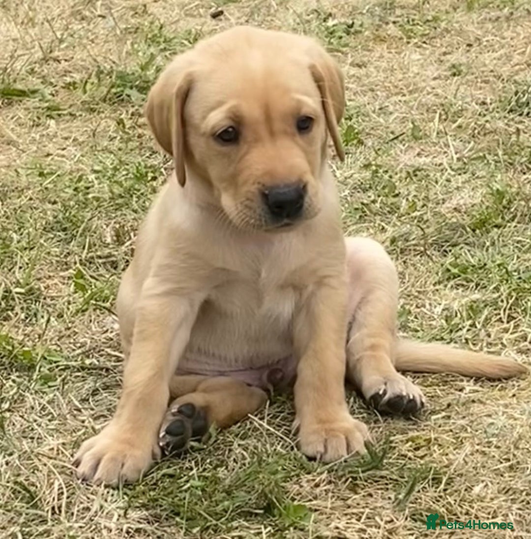 Labrador Retriever dogs for sale: Gorgeous Labrador puppies for sale - Image 12