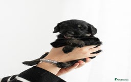 Cockapoo dogs for sale: F1 cockapoos LAST BOY🤎🤎 - Image 11