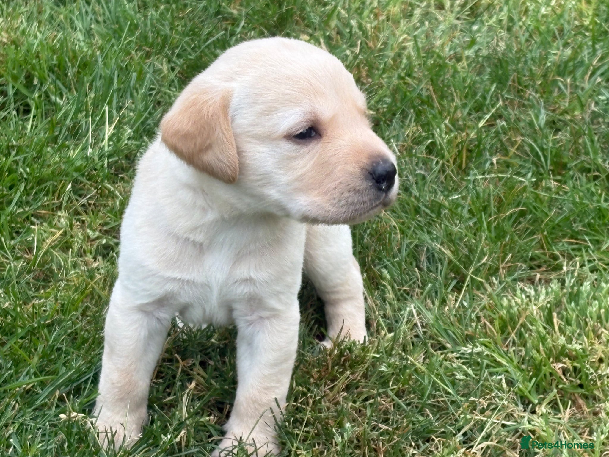 Labrador Retriever dogs KC REG YELLOW LABRADOR RETRIEVER PUPS - Advert 6