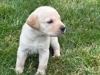 Labrador Retriever dogs KC REG YELLOW LABRADOR RETRIEVER PUPS - Advert 3