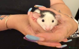 Rat rodents for sale: Beautiful Dumbo baby rats  - Image 5