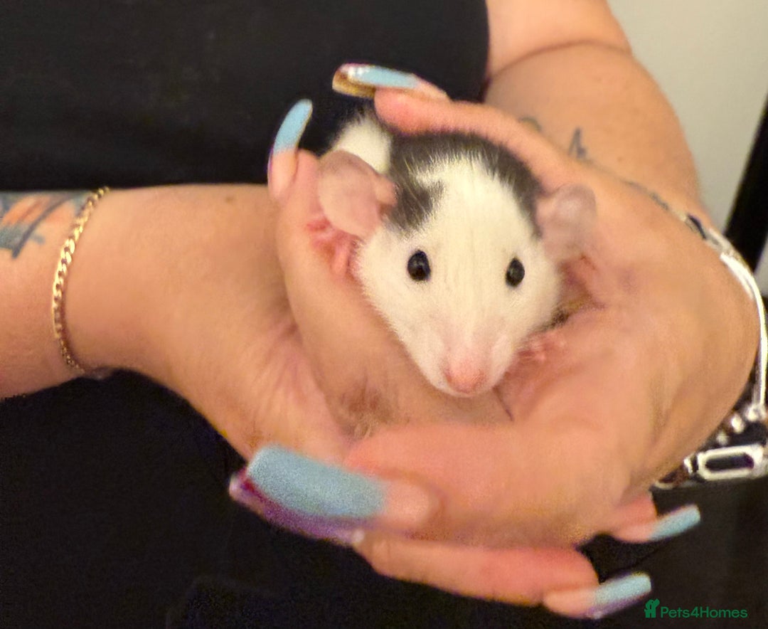 Rat rodents for sale: Beautiful Dumbo baby rats  - Image 5