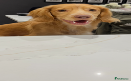 English Springer Spaniel dogs for sale: Working cocker Spaniel  - Image 1