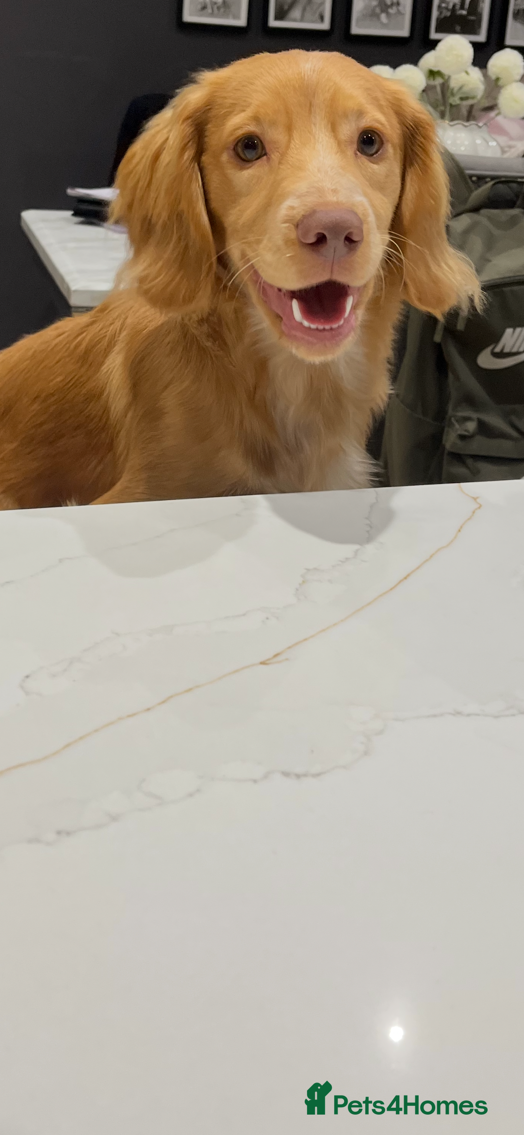 English Springer Spaniel dogs for sale: Working cocker Spaniel  - Image 1