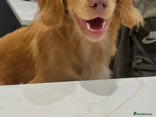 English Springer Spaniel dogs for sale - Advert 1