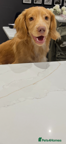 English Springer Spaniel dogs - Advert 3