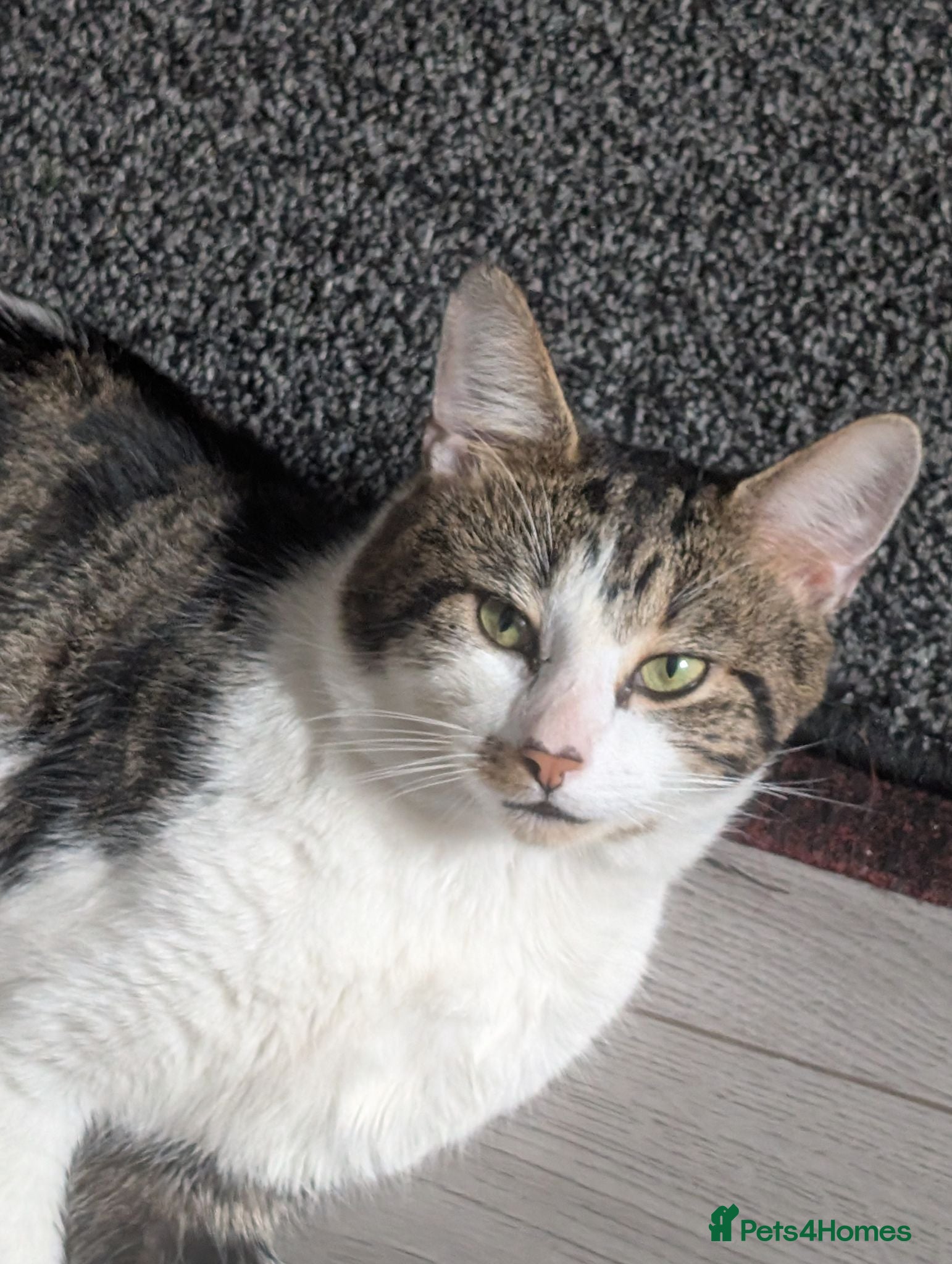 Bengal cats Beautiful Male Tabby cat- Shado - Advert 12