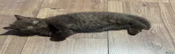 British Shorthair cats for sale: British shorthair kittens  - Advert 17