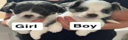 Chihuahua dogs for sale: Stunning Litter of Chihuahua Puppies for Sale in Manchester - Advert 10