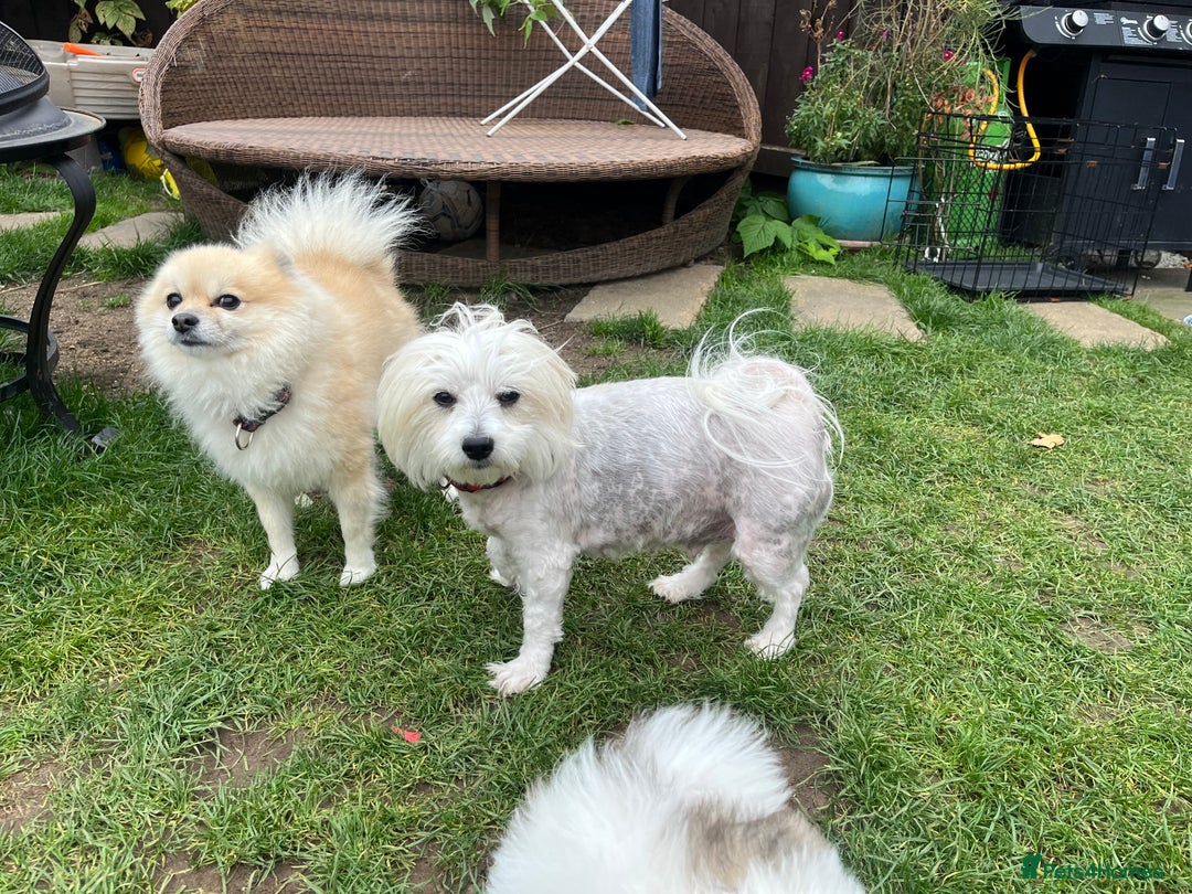 Mixed Breed dogs for sale: Maltipom  - Image 6