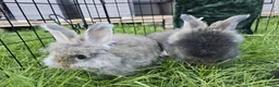 Angora rabbits for sale: Angora bunnies , English Angora rabbits  - Advert 14
