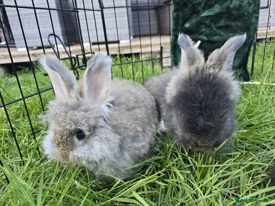 Angora rabbits for sale: Angora bunnies , English Angora rabbits  - Advert 14
