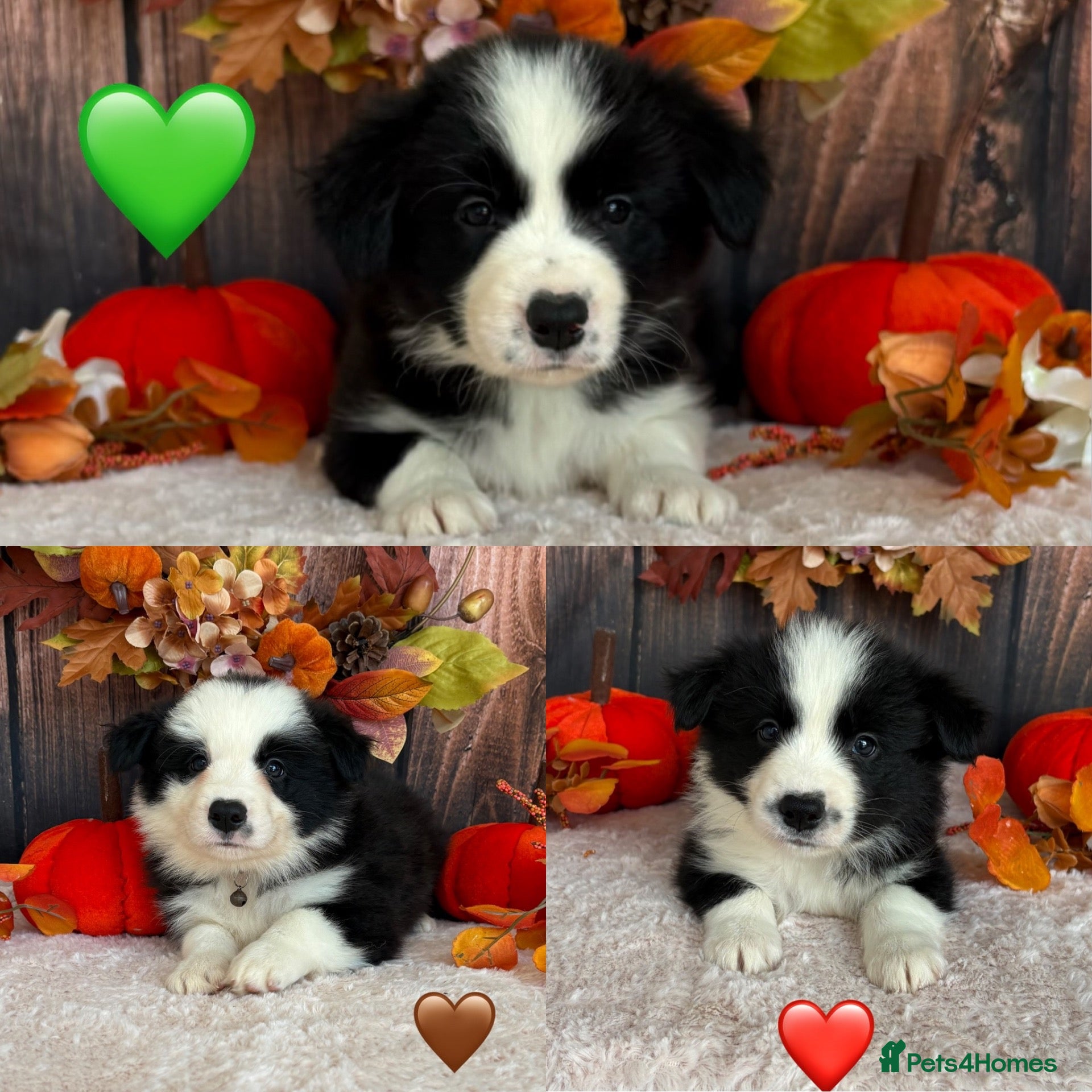 Border Collie dogs Gorgeous Seal & Black&White Border Collie Puppies  - Advert 1