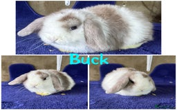 Mini Lop rabbits for sale: Pure breed mini lop  - Image 8