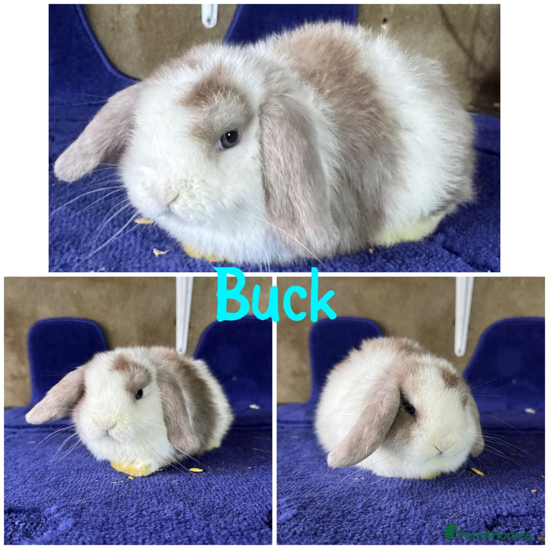 Mini Lop rabbits for sale: Pure breed mini lop  - Image 8