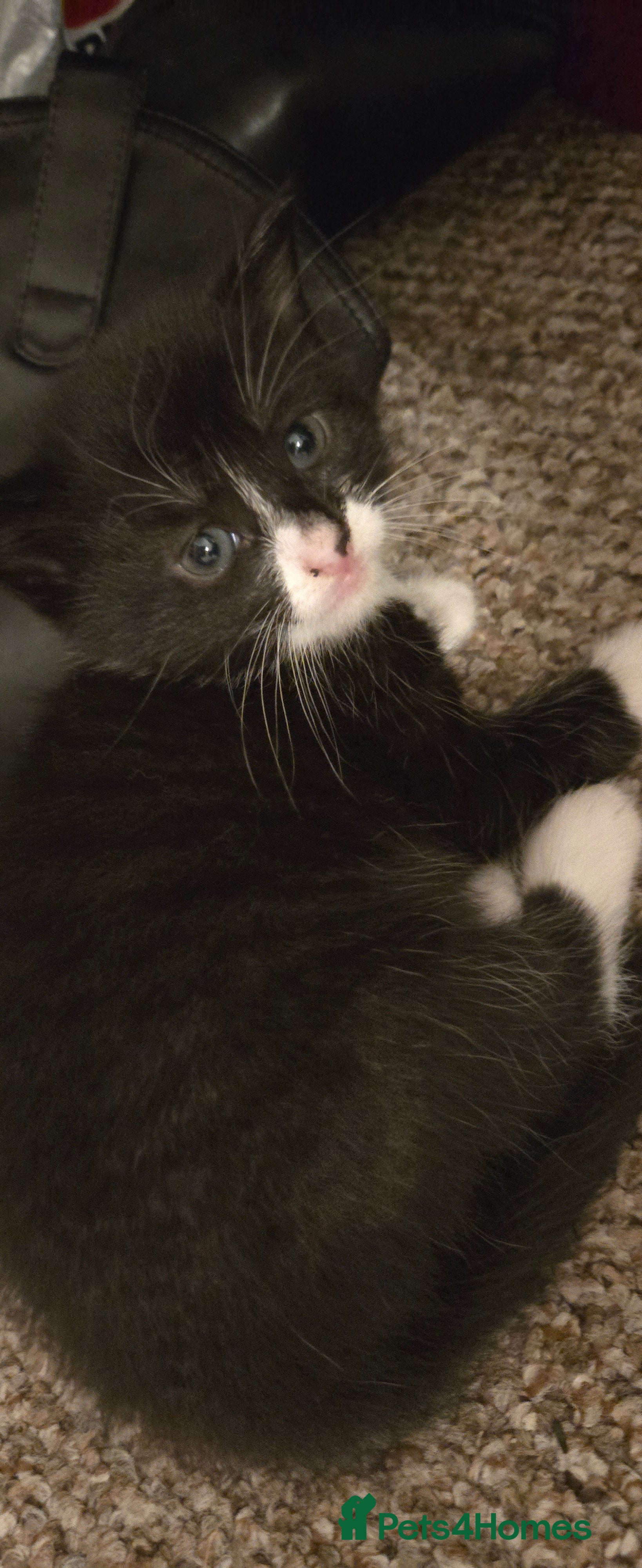 Mixed Breed cats 🐾2 KITTENS LEFT 🐾  - Advert 1