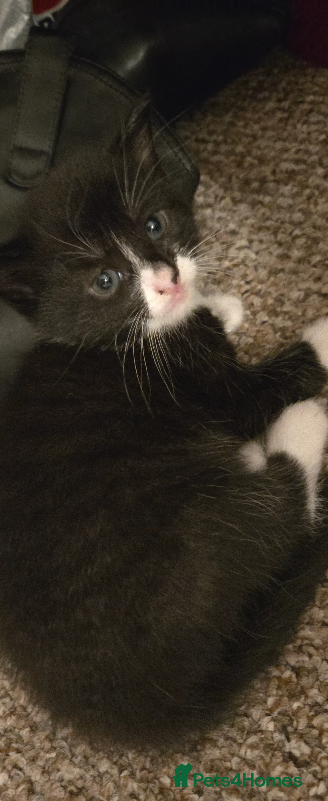 Mixed Breed cats for sale: 🐾2 KITTENS LEFT 🐾  - Advert 2