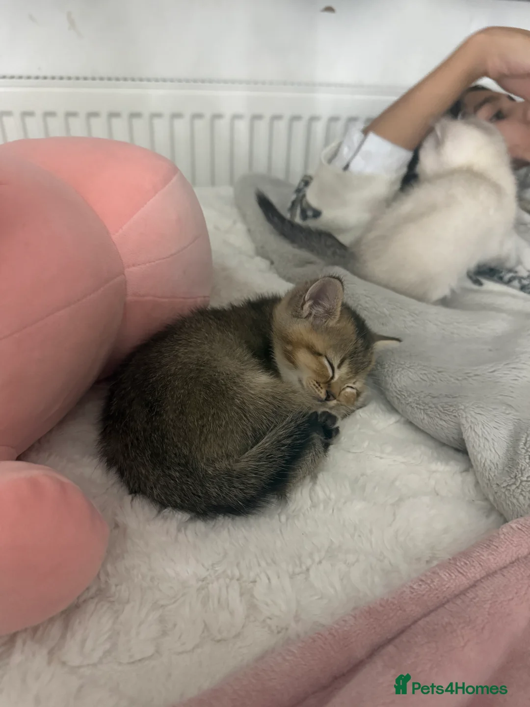 British Shorthair cats for sale: British short hair kittens  in Wembley - Advert 2
