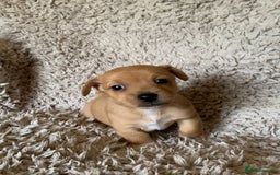 Jack Russell dogs for sale: Exceptional litter of miniature Jack RussellS - Image 19