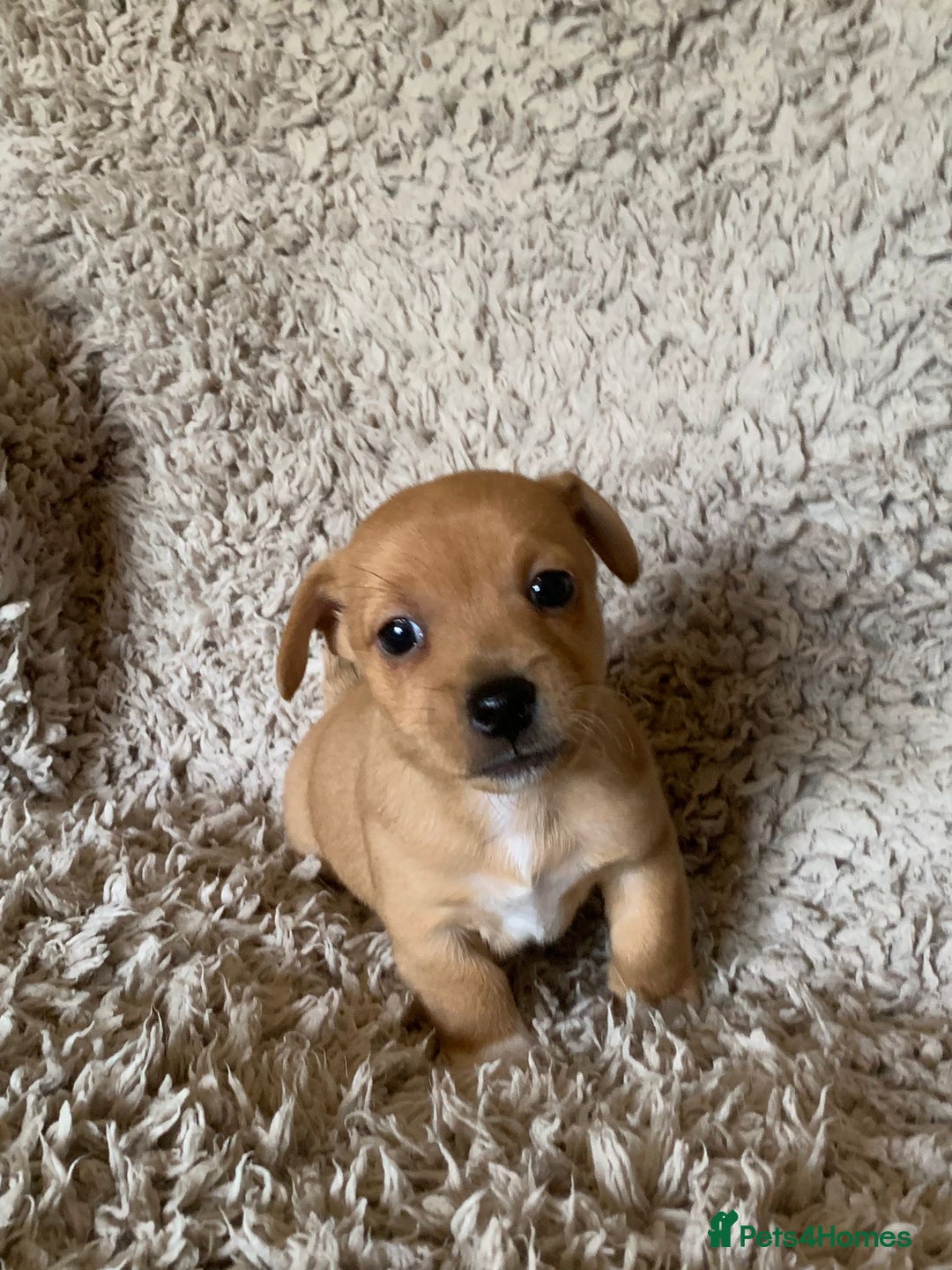 Jack Russell dogs for sale: Exceptional litter of miniature Jack RussellS - Image 19