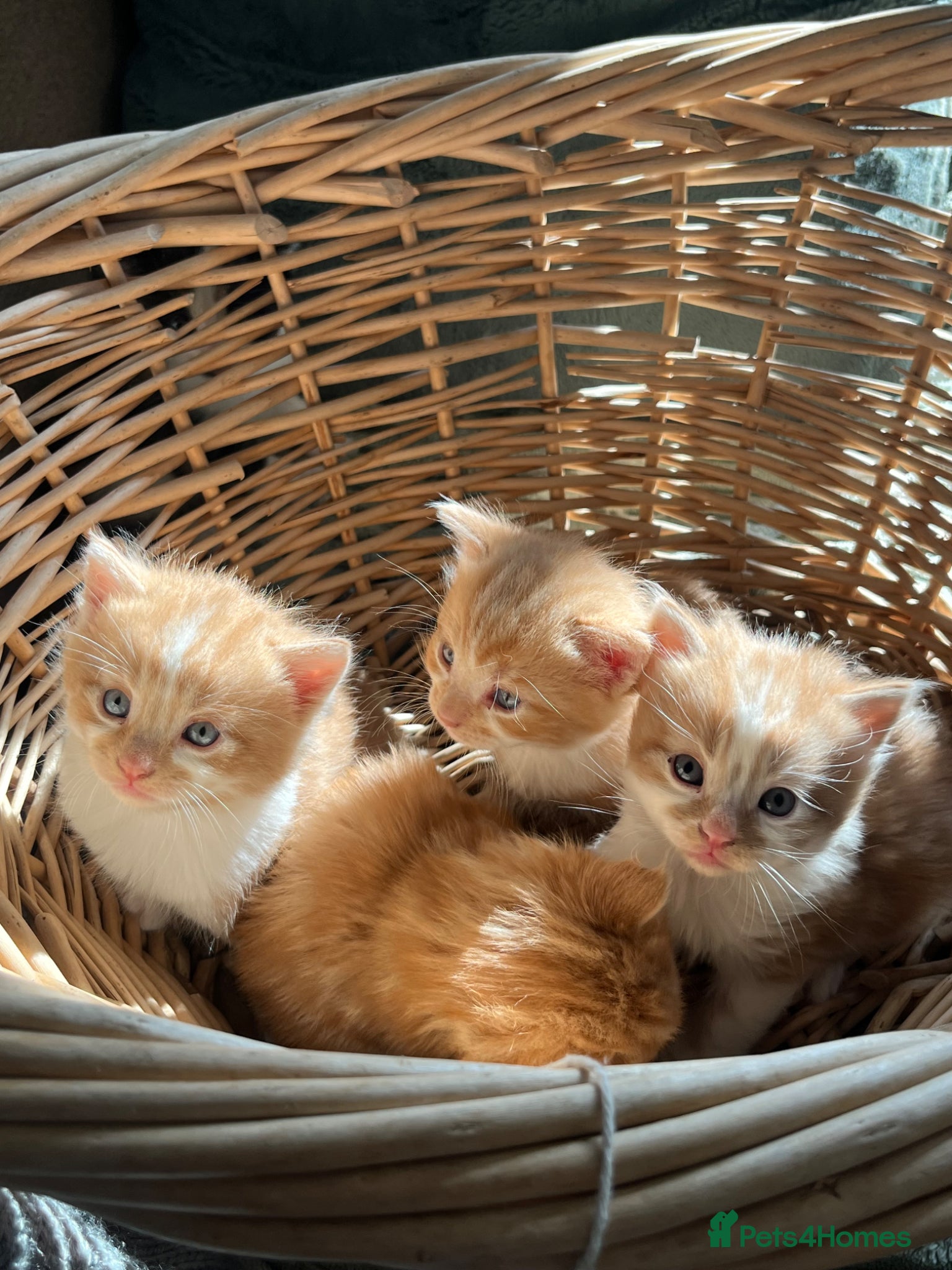 Mixed Breed cats Stunning Ginger long/mid hair kittens - male - Advert 17