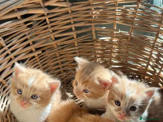 Mixed Breed cats Stunning Ginger long/mid hair kittens - male - Advert 1