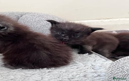 Maine Coon cats for sale: Reserve your dream kitten now - Image 17