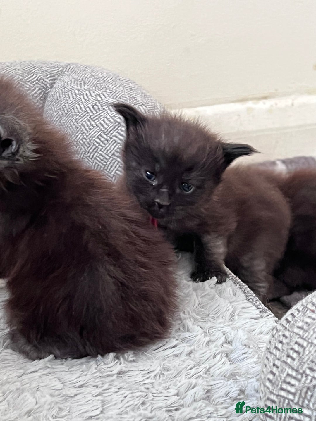 Maine Coon cats for sale: Reserve your dream kitten now - Image 17