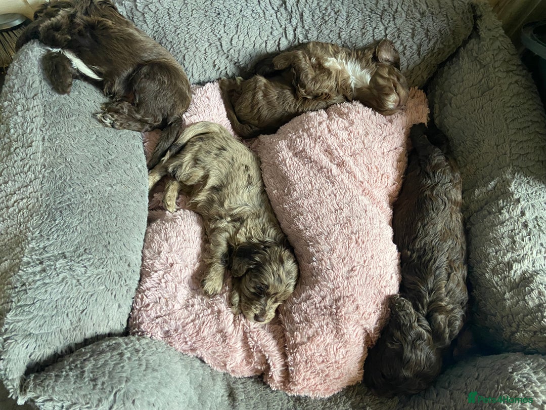 Cockapoo dogs for sale: last F1 boy ready now - Image 4