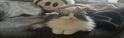 Mixed Breed cats for sale: Enzo and Willow (sibling Persian/ragdoll) in Mexborough - Advert 8