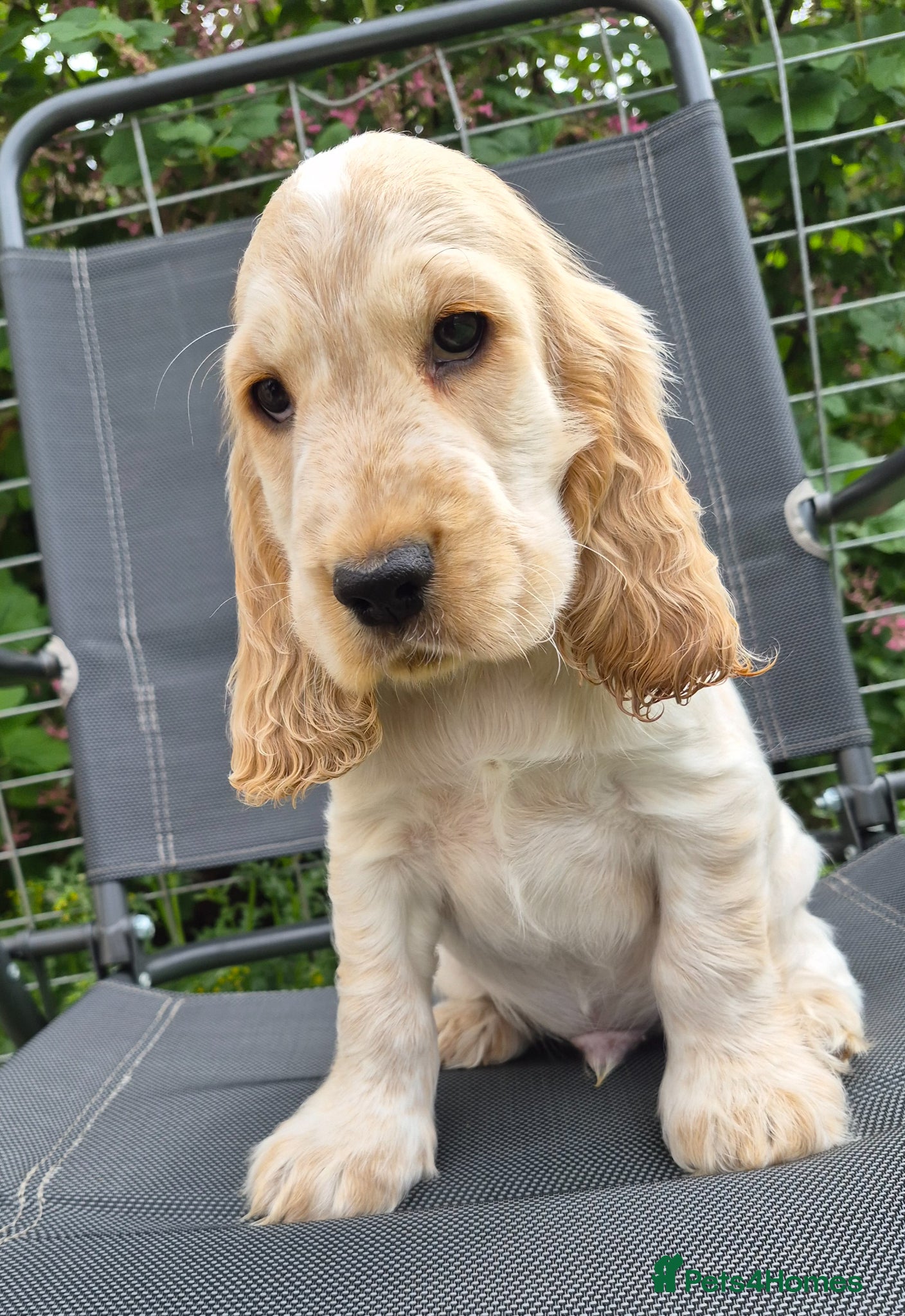 Cocker Spaniel dogs English Cocker Spaniel 1 puppies available  - Advert 4