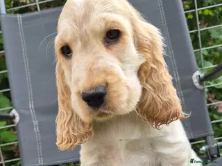 Cocker Spaniel dogs English Cocker Spaniel 1 puppies available - Advert 3