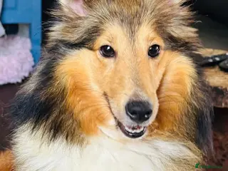 Shetland Sheepdog dogs Beautiful small Shetland sheepdog girl - Advert 1