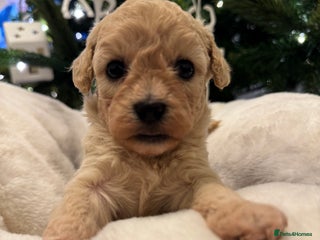 Maltipoo dogs ADORABLE MALTIPOO PUPPIES - Advert 1