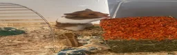 Hamster rodents for sale: male syrian hamster  in Didcot - Advert 2