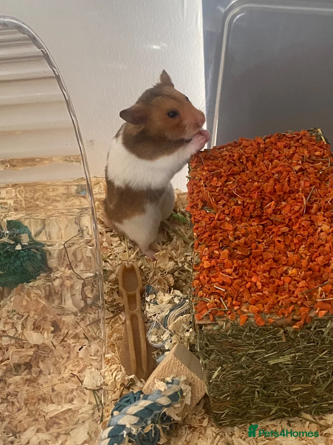 Hamster rodents for sale: male syrian hamster  in Didcot - Advert 2