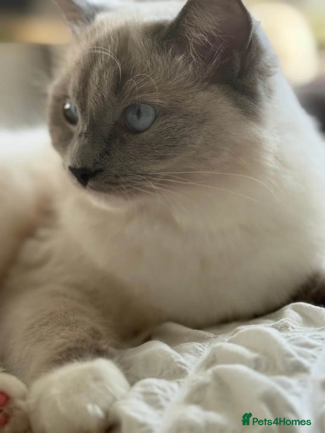 Ragdoll cats for sale: First litter  - Advert 1