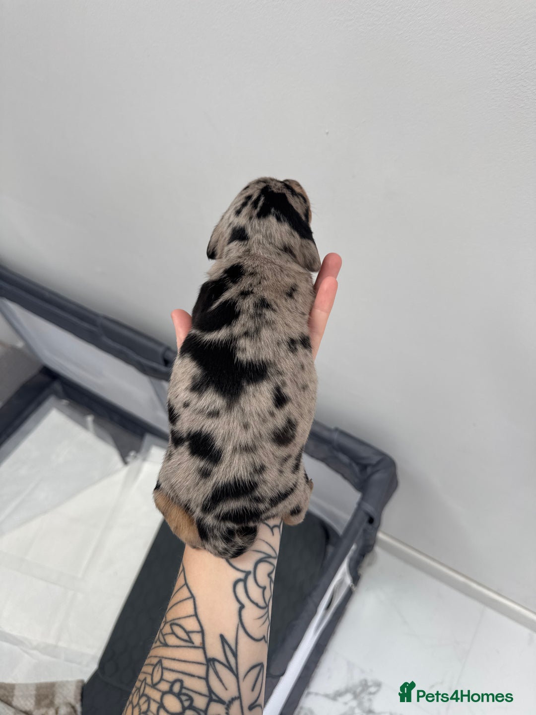 Miniature Dachshund dogs for sale: Miniature dachshund  - Image 8