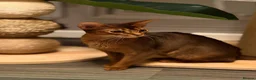 Abyssinian cats for sale: Champion line  - Advert 10