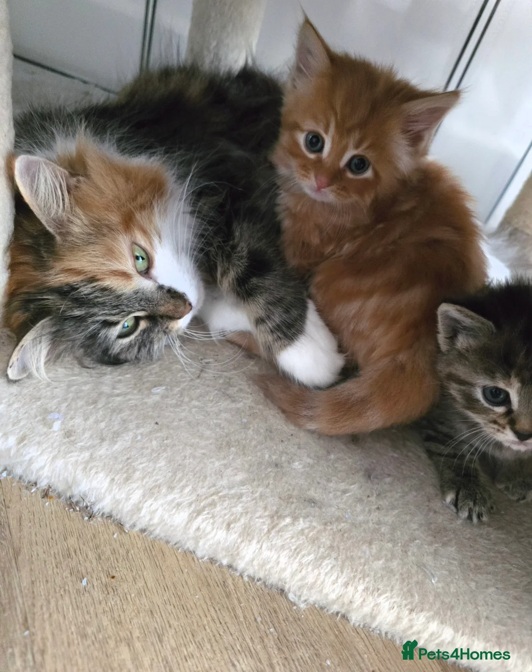 Mixed Breed cats for sale: Fluffy kittens - Advert 2