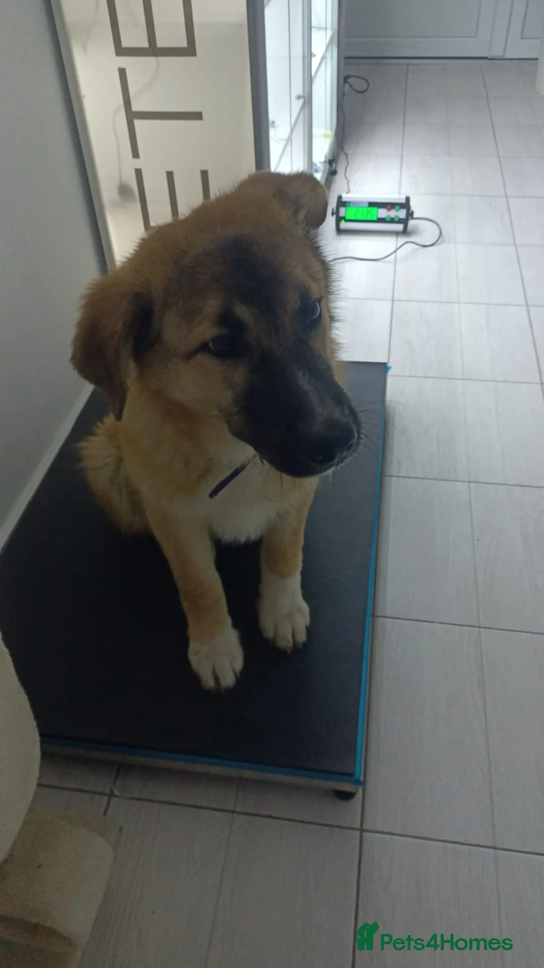 Mixed Breed dogs for adoption: 🐾Meet CHARLIE🐾 - a Lovely Boy for a Loving Home - Advert 2