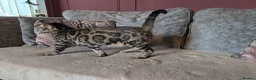 Bengal cats for sale: 🖤🤎 Beautiful Bengal 🤎🖤 - Advert 6