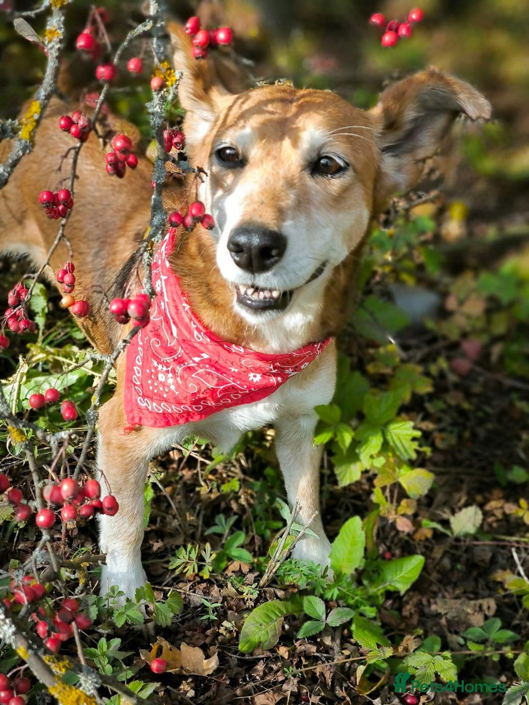 Mixed Breed dogs for adoption: 💖🐶 EVA 🐶💖 - Image 16