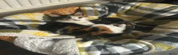 Mixed Breed cats for sale: Boy 3 months looking for family - Advert 1