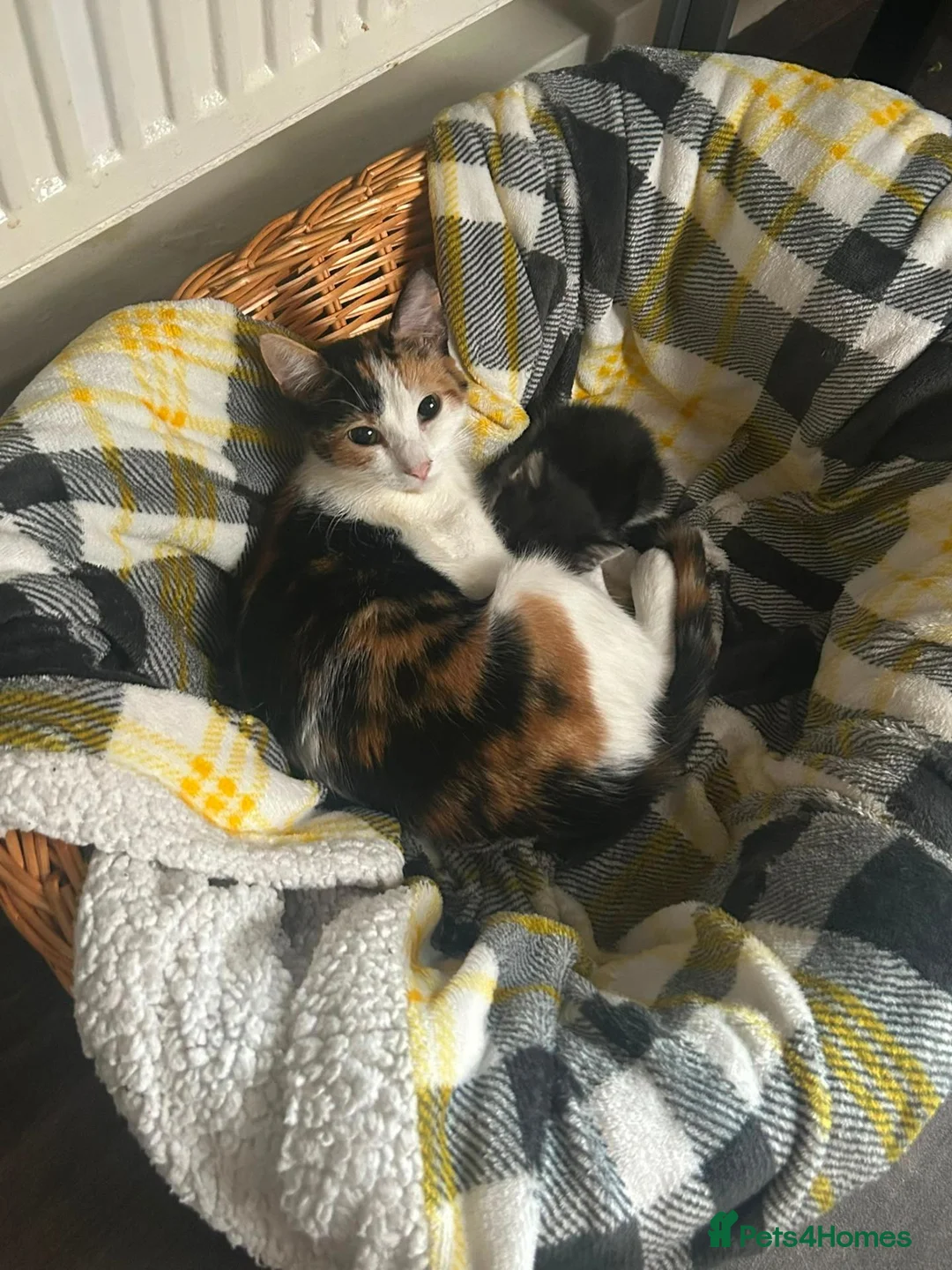 Mixed Breed cats for sale: Boy 3 months looking for family - Advert 1